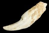 Fossil Juvenile Ground Sloth (Megatherium) Canine Tooth - France #154981-1